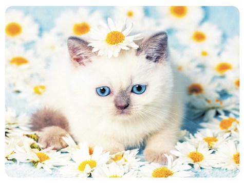 MATA DEKORACYJNA PODKŁADKA TWARDA 30x40cm wz.21