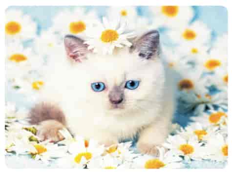 MATA DEKORACYJNA PODKŁADKA TWARDA 30x40cm wz.21