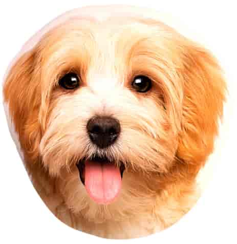 PODUSZKA DEKORACYJNA 40x40cm PIESEK RUDY 337